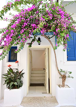 Bougainvillea Naxos greece