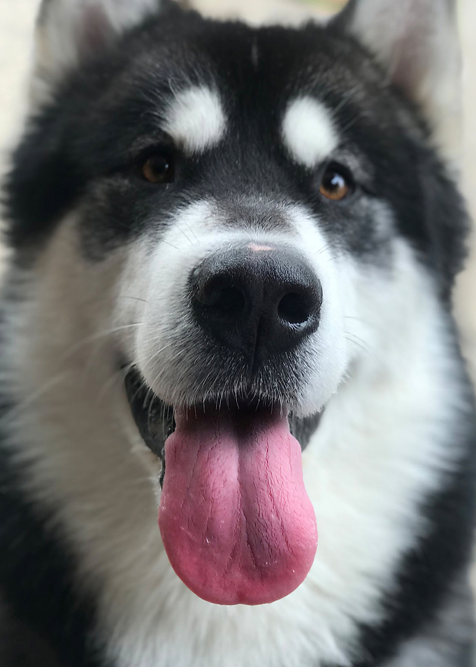 Portrait of a Dog