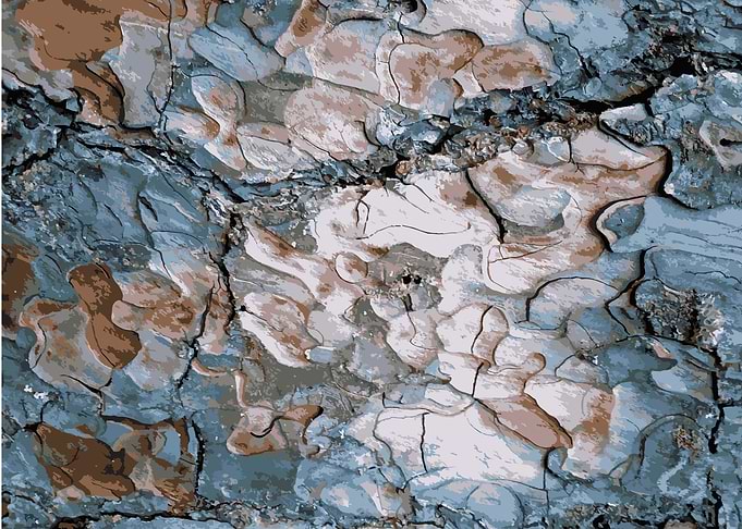 Tree texture