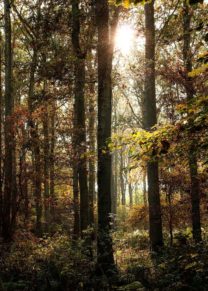 The Light Forest