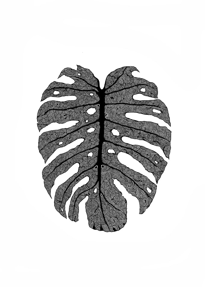 Black and White Monstera