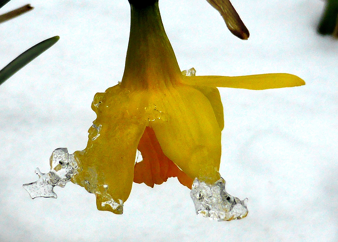 the ice daffodil