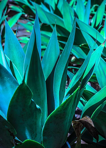 blue foliage