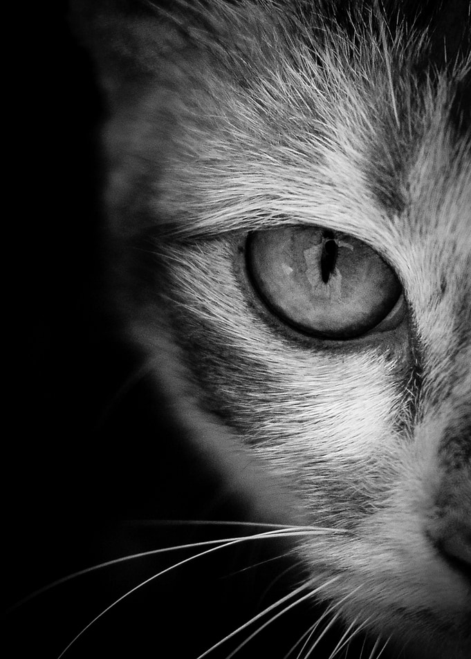 Eye of the tiger