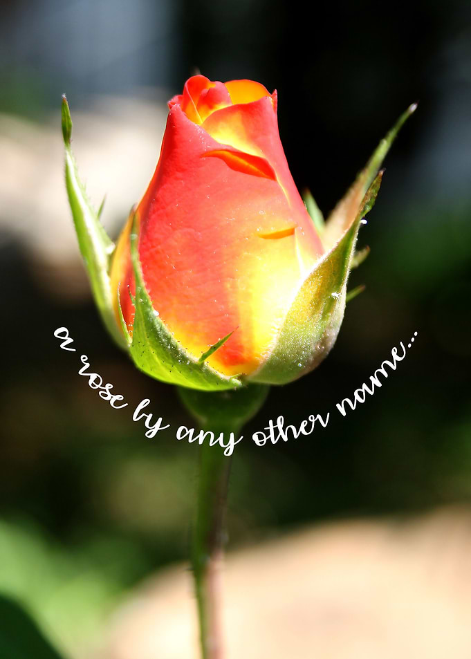 a rose by any other name