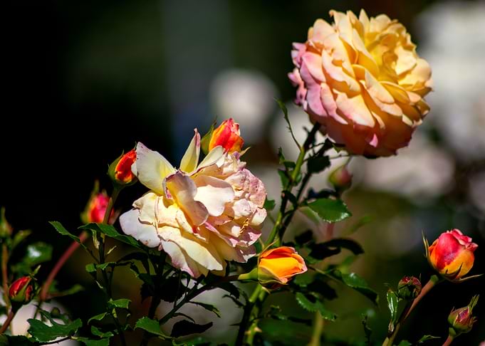 Color game of roses