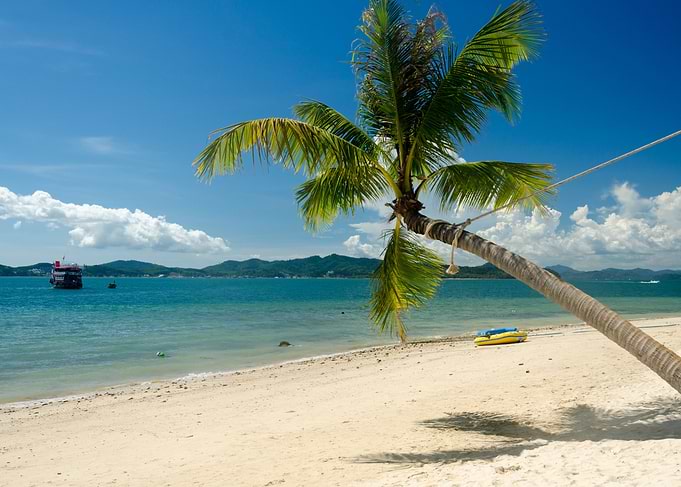 Palm trees and beach