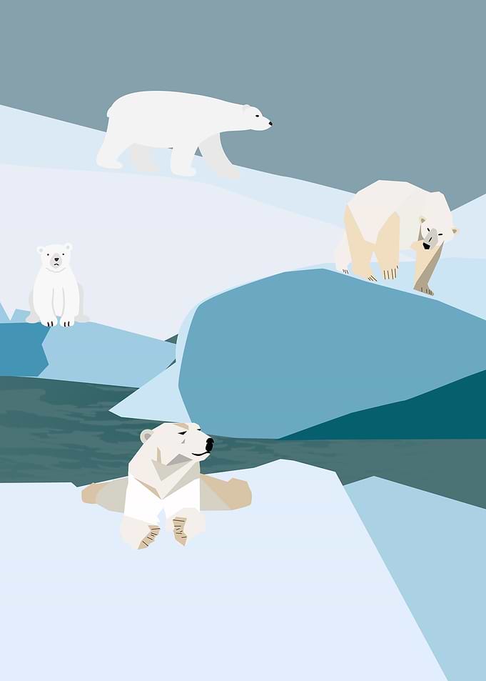 polar bear family
