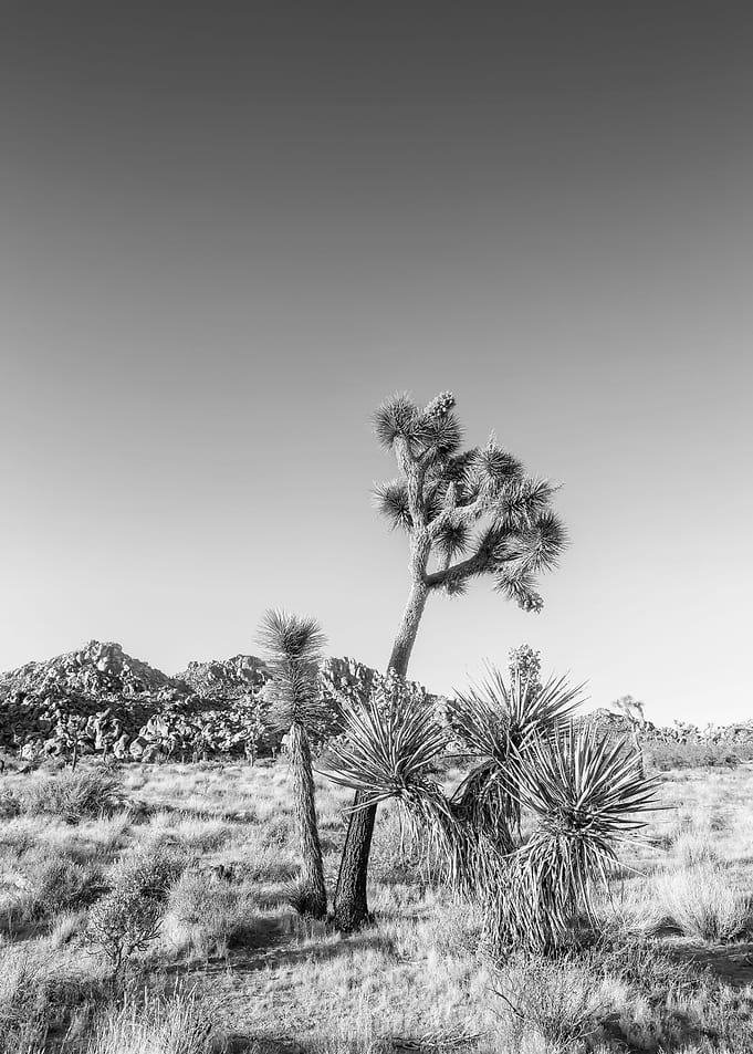 Joshua Tree National Park