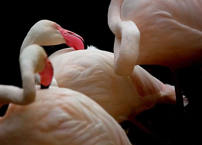 flamingo on black