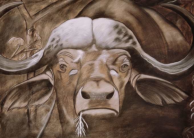 African Buffalo