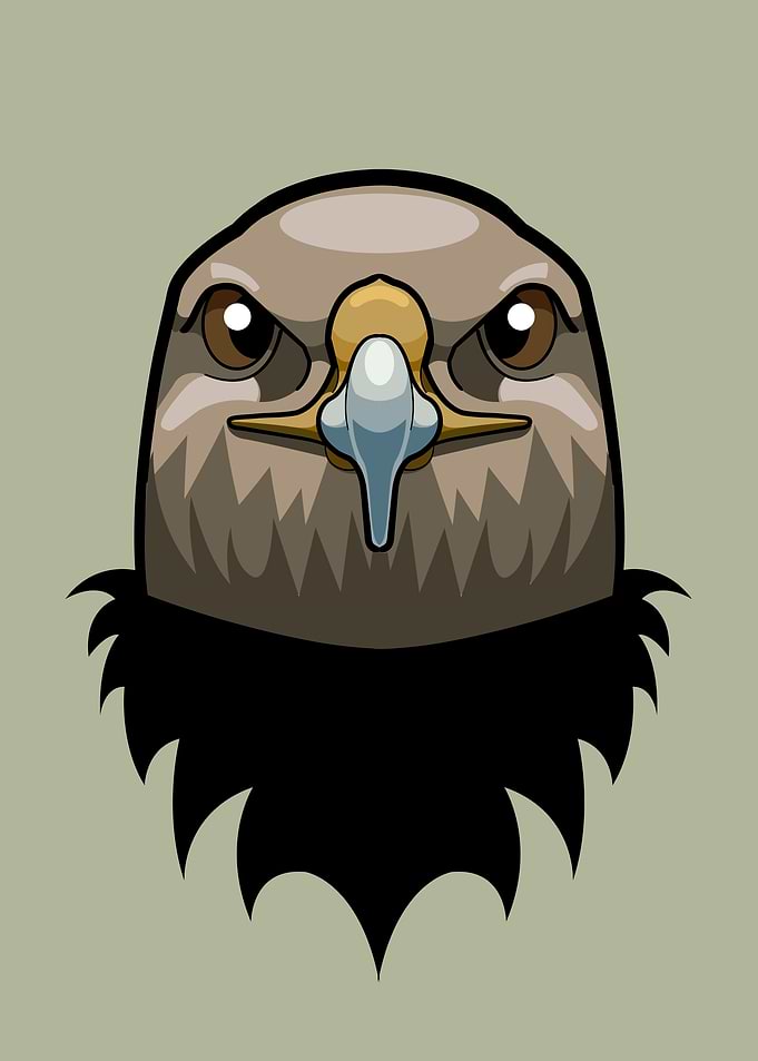 Hawk portrait