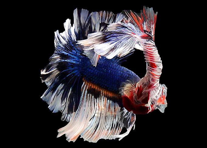 Siamese splendens
