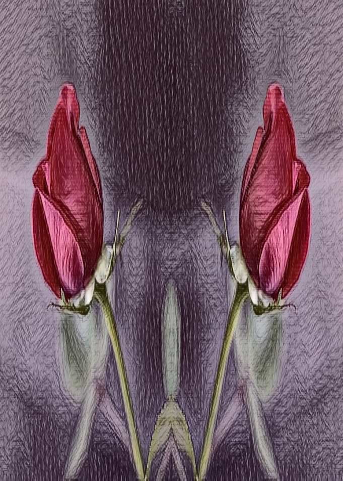 red roses focus
