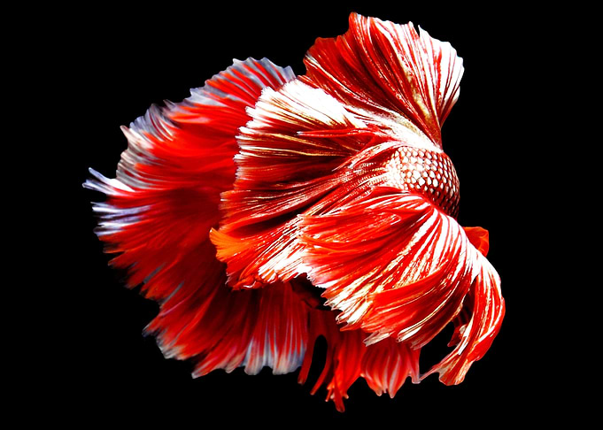 Siamese fighting fish