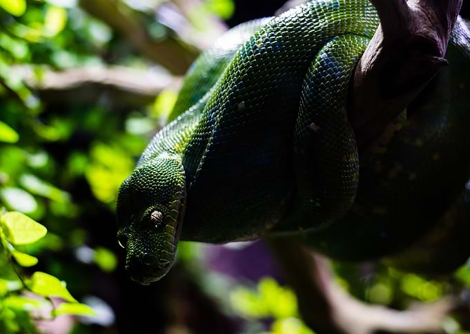 Green Python
