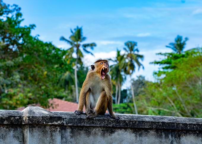 Yawning Monkey