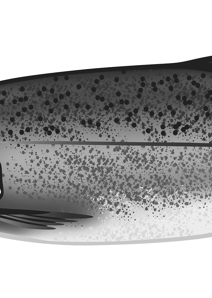 Alaska King Salmon Part 2