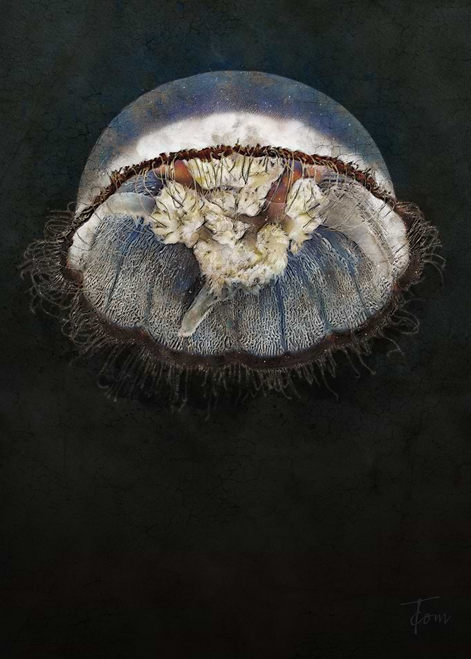 Jellyfish 2