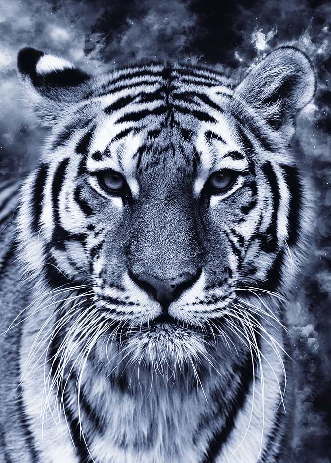 Tiger 7