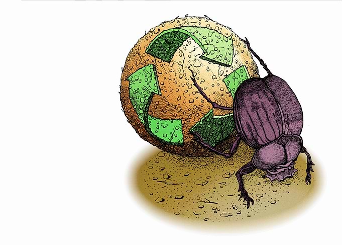 Dung Beetle