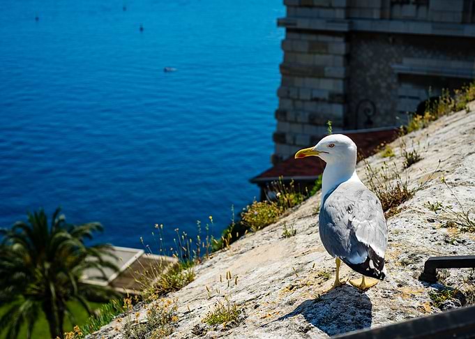 Seagull
