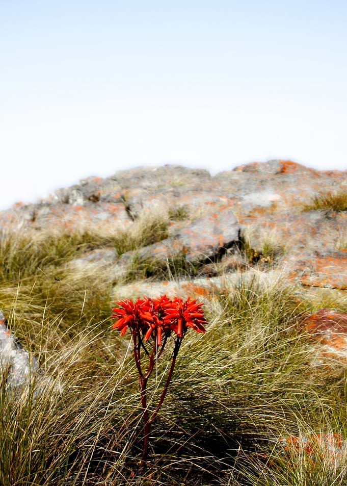 Aloe flowers