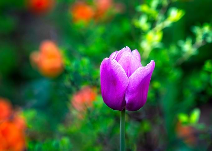A Violet Tulip Flower