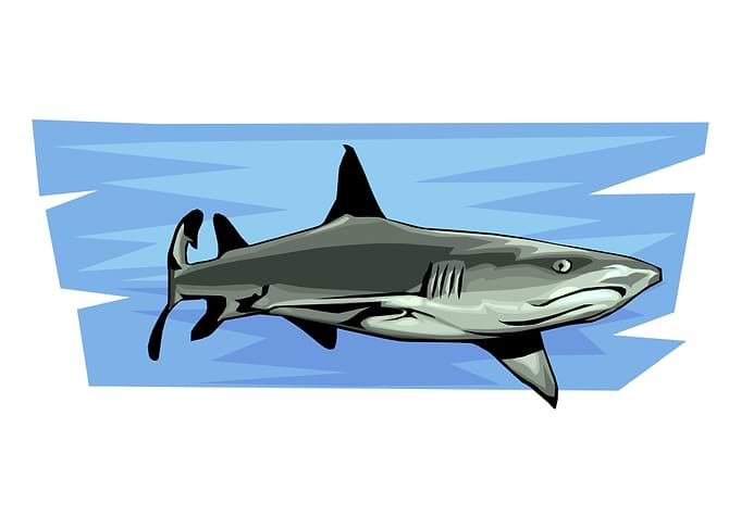 shark