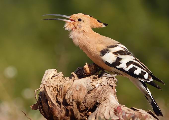 Hoopoe