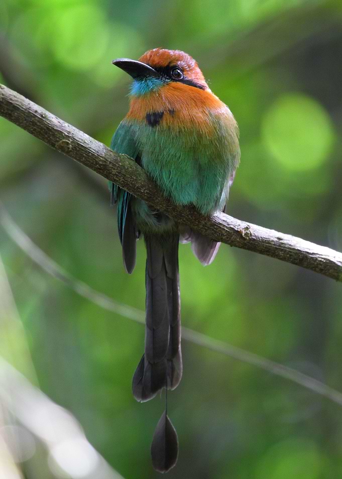 Broad Billed Motmot