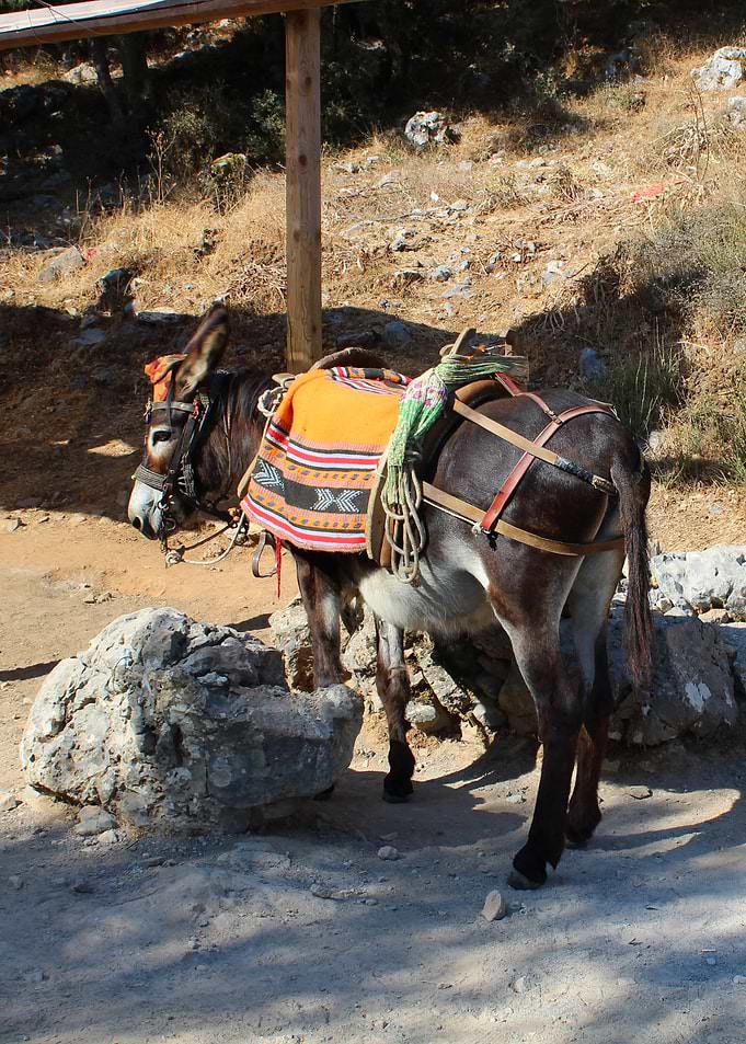 Donkey