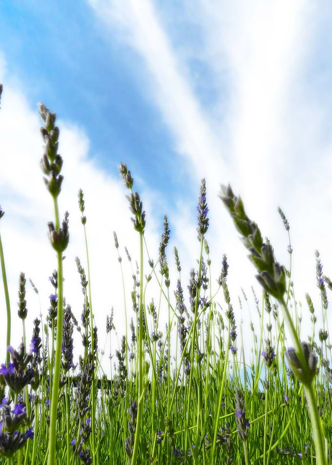 Lavender Sky