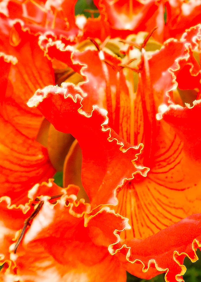 Red Flame flowers
