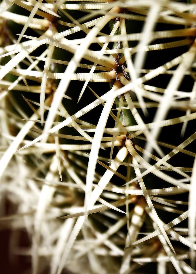 Cactus spikes