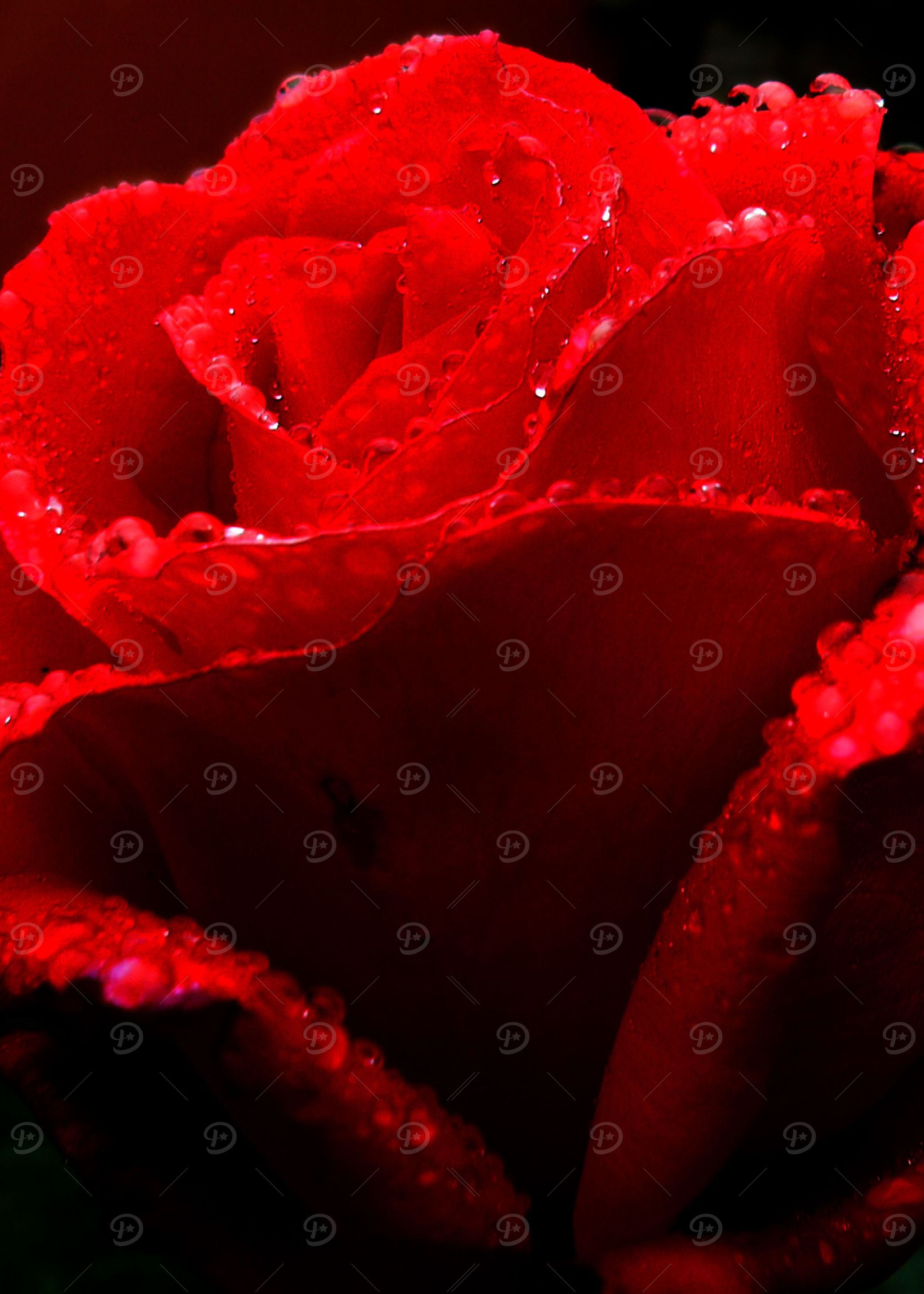 Red Rose