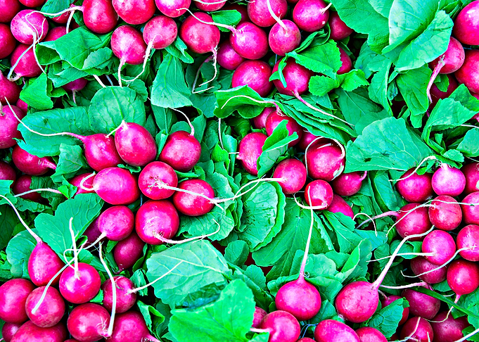 Red Radishes Green Leaves