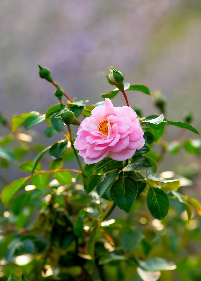 Rose Blossom Summer Mist