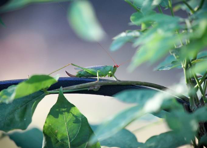 Grasshopper