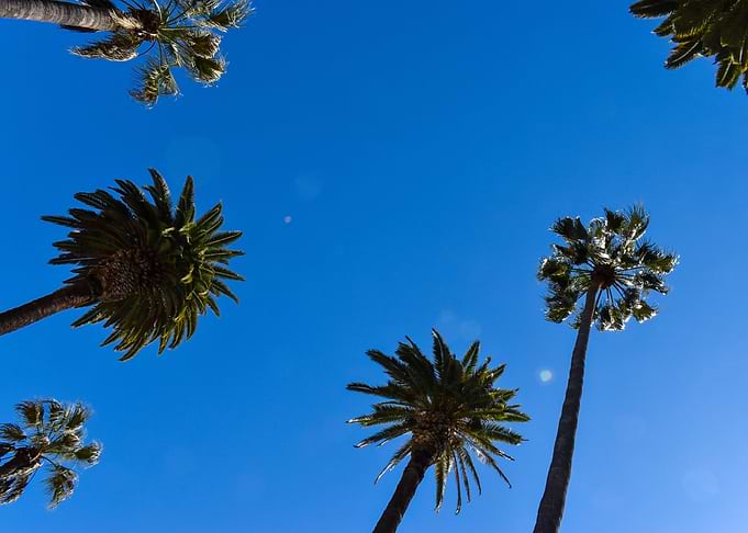 Six palm trees