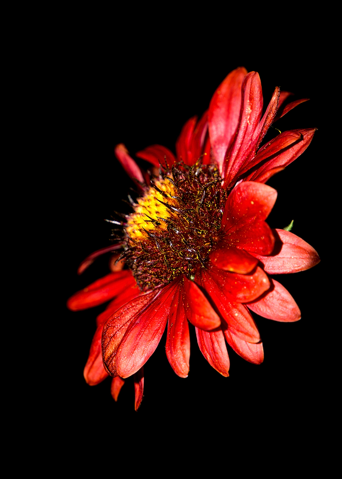 Flower Flash No 1