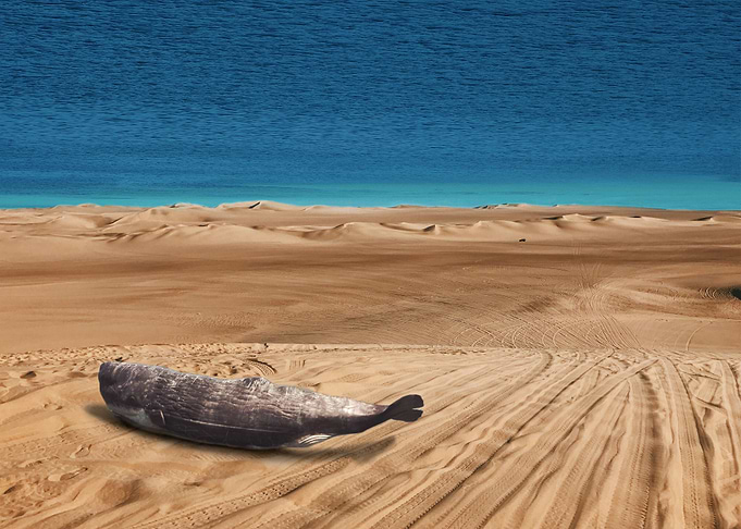 Sandwhale