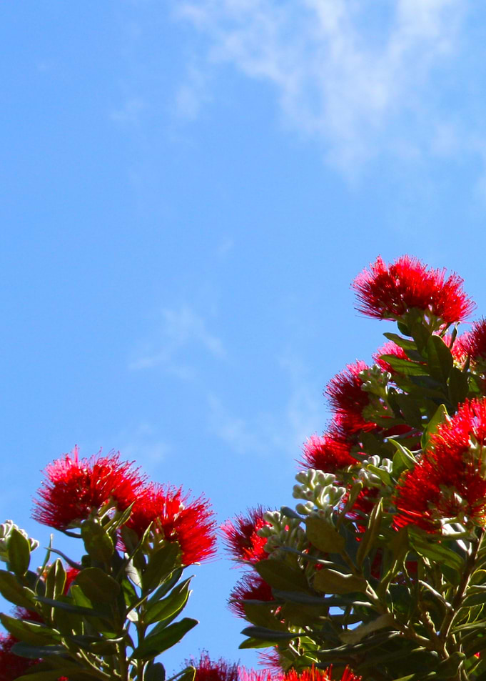 Red Bottle brush flowers