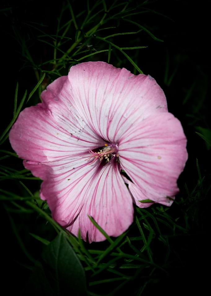 Flower Flash No 2