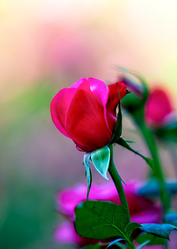 Red Rose Flower