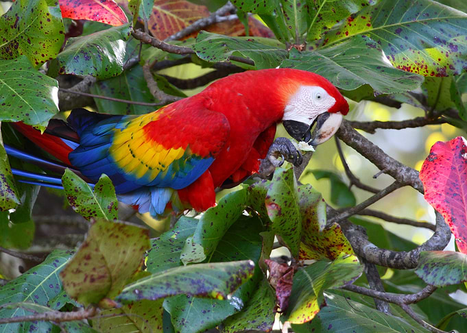 Scarlet Macaw