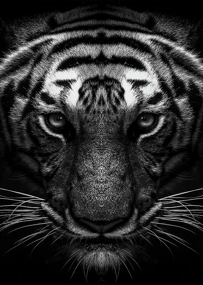 tiger face black and white
