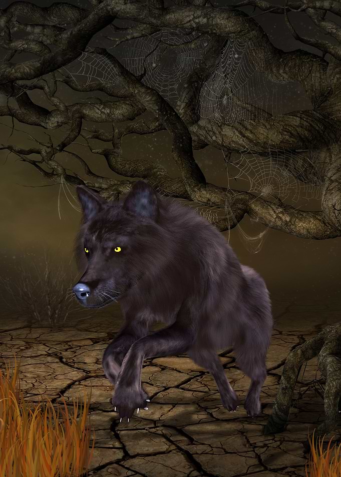 The lonely wolf