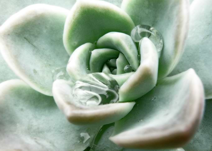 Dessert Rose