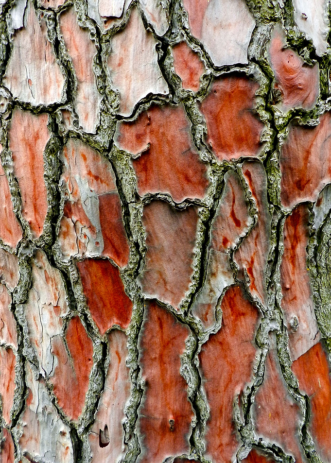 Redwood bark